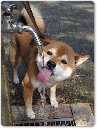 舌を出してる愛くるしい動物の画像ください