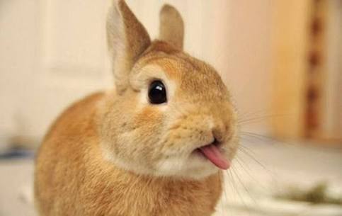 舌を出してる愛くるしい動物の画像ください