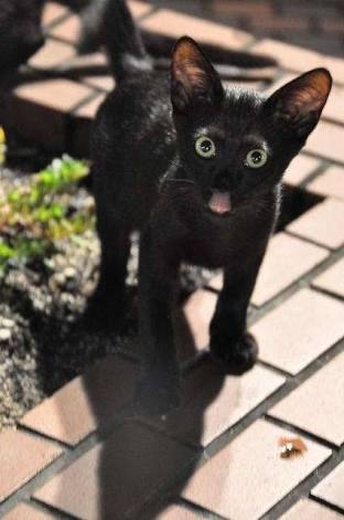舌を出してる愛くるしい動物の画像ください