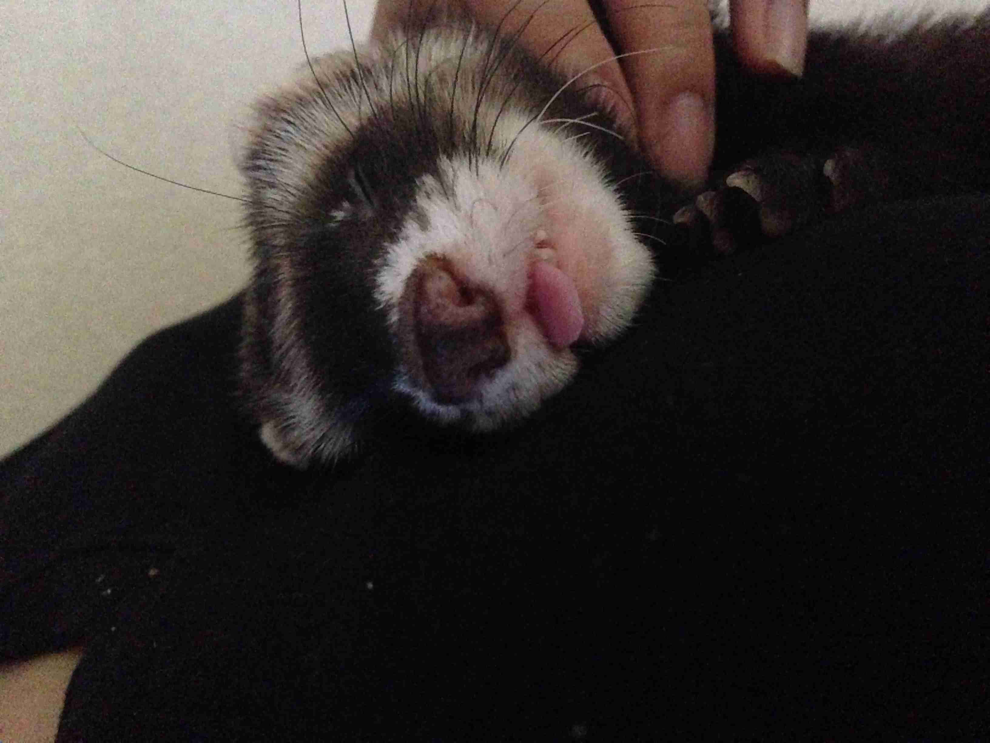 舌を出してる愛くるしい動物の画像ください
