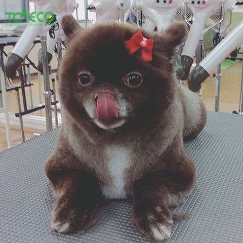舌を出してる愛くるしい動物の画像ください