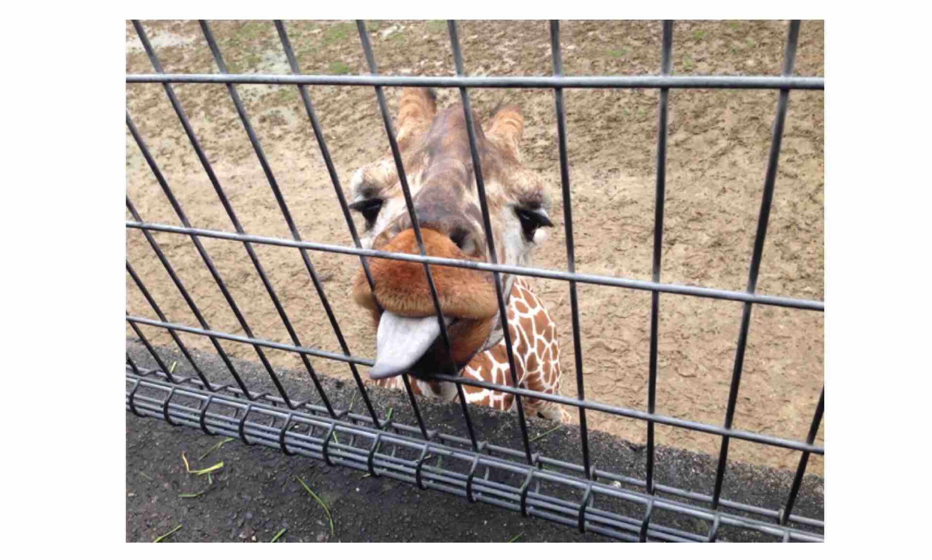 舌を出してる愛くるしい動物の画像ください