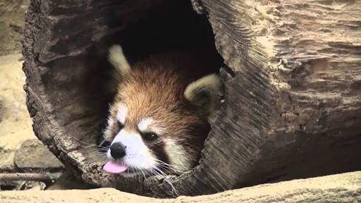 舌を出してる愛くるしい動物の画像ください