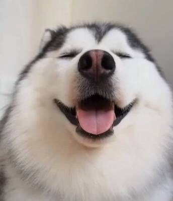 舌を出してる愛くるしい動物の画像ください