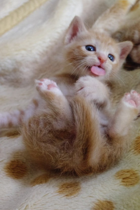 舌を出してる愛くるしい動物の画像ください