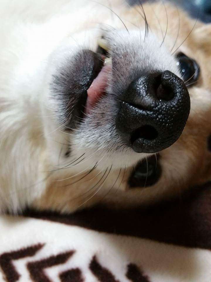 舌を出してる愛くるしい動物の画像ください