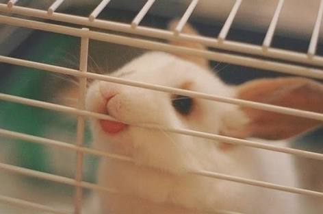 舌を出してる愛くるしい動物の画像ください