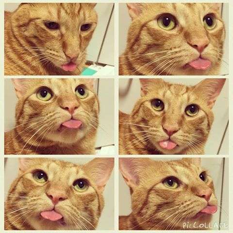 舌を出してる愛くるしい動物の画像ください