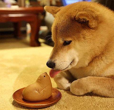 舌を出してる愛くるしい動物の画像ください