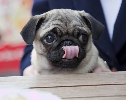 舌を出してる愛くるしい動物の画像ください