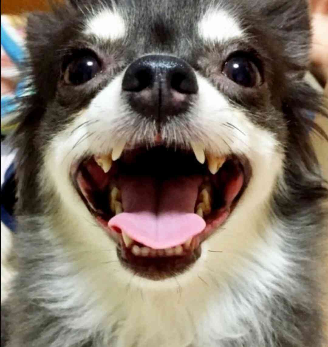 舌を出してる愛くるしい動物の画像ください