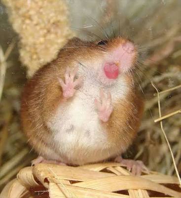 舌を出してる愛くるしい動物の画像ください