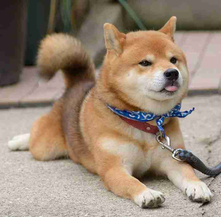舌を出してる愛くるしい動物の画像ください