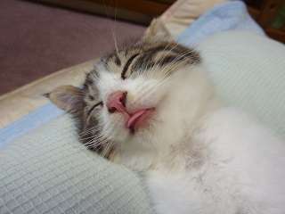 舌を出してる愛くるしい動物の画像ください