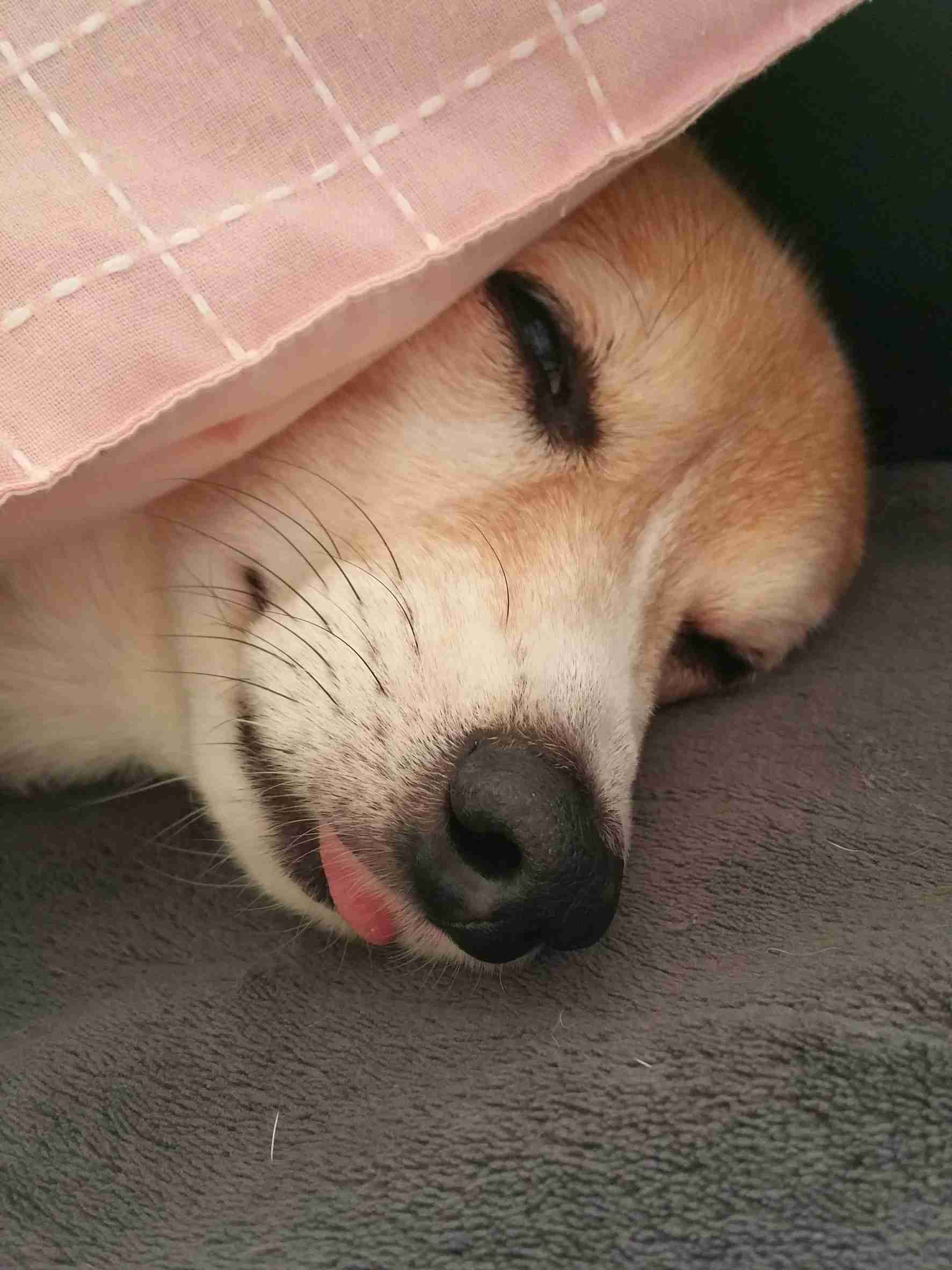 舌を出してる愛くるしい動物の画像ください