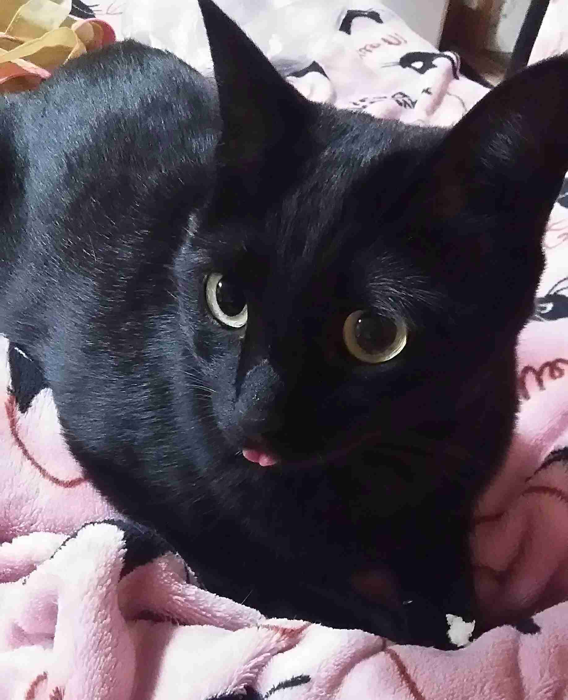 舌を出してる愛くるしい動物の画像ください