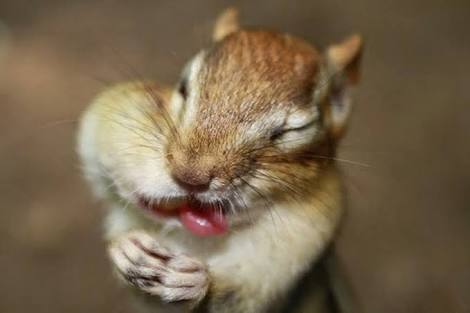 舌を出してる愛くるしい動物の画像ください