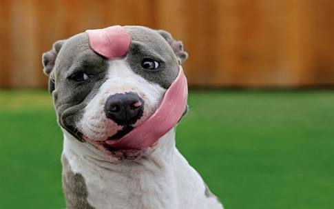 舌を出してる愛くるしい動物の画像ください
