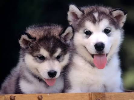 舌を出してる愛くるしい動物の画像ください