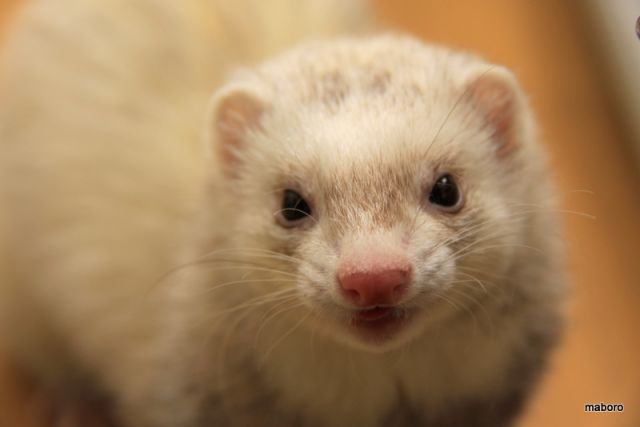 舌を出してる愛くるしい動物の画像ください