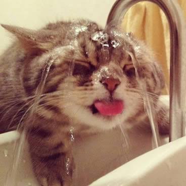 舌を出してる愛くるしい動物の画像ください