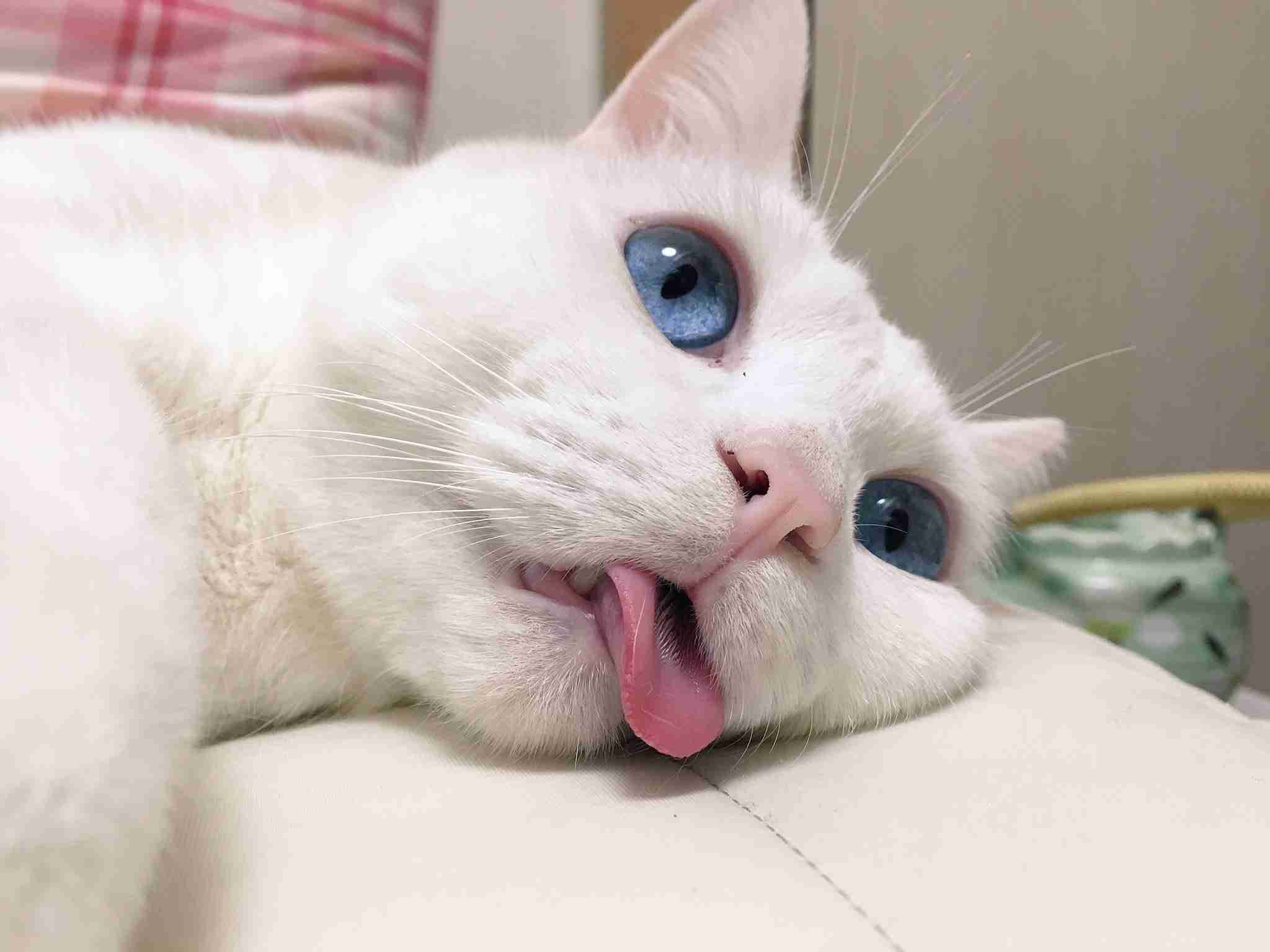舌を出してる愛くるしい動物の画像ください