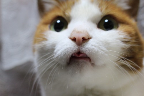 舌を出してる愛くるしい動物の画像ください