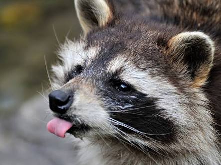 舌を出してる愛くるしい動物の画像ください