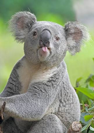 舌を出してる愛くるしい動物の画像ください