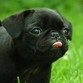 舌を出してる愛くるしい動物の画像ください