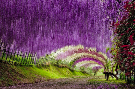 紫色の画像で穏やかになるトピ