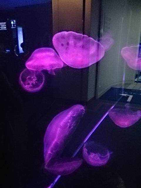 紫色の画像で穏やかになるトピ