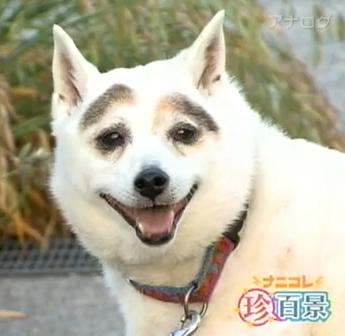主流だけど苦手な物