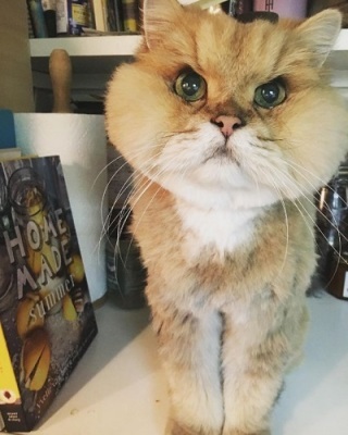 ダサいコーディネートの画像ください