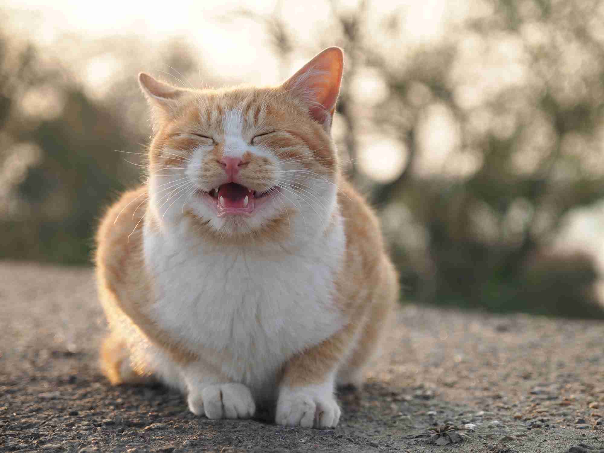 猫グッズで溢れるトピ