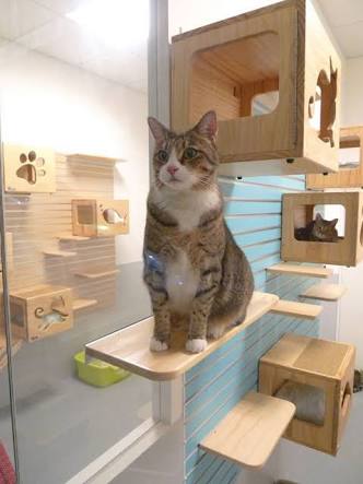 猫グッズで溢れるトピ