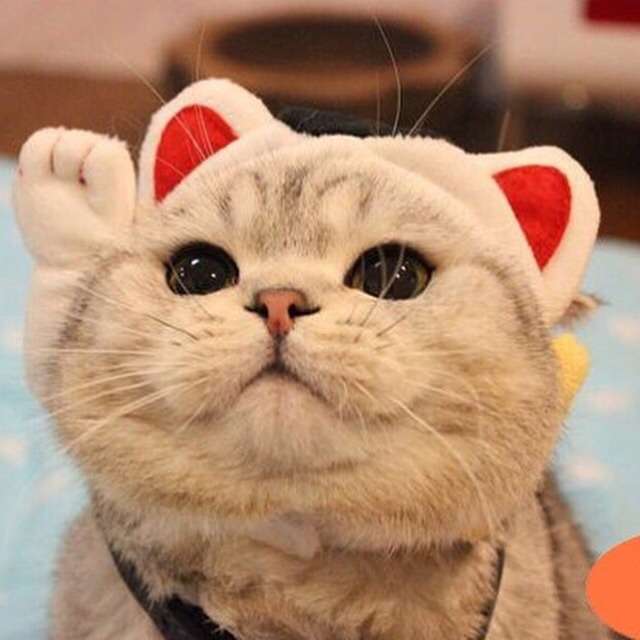 猫グッズで溢れるトピ