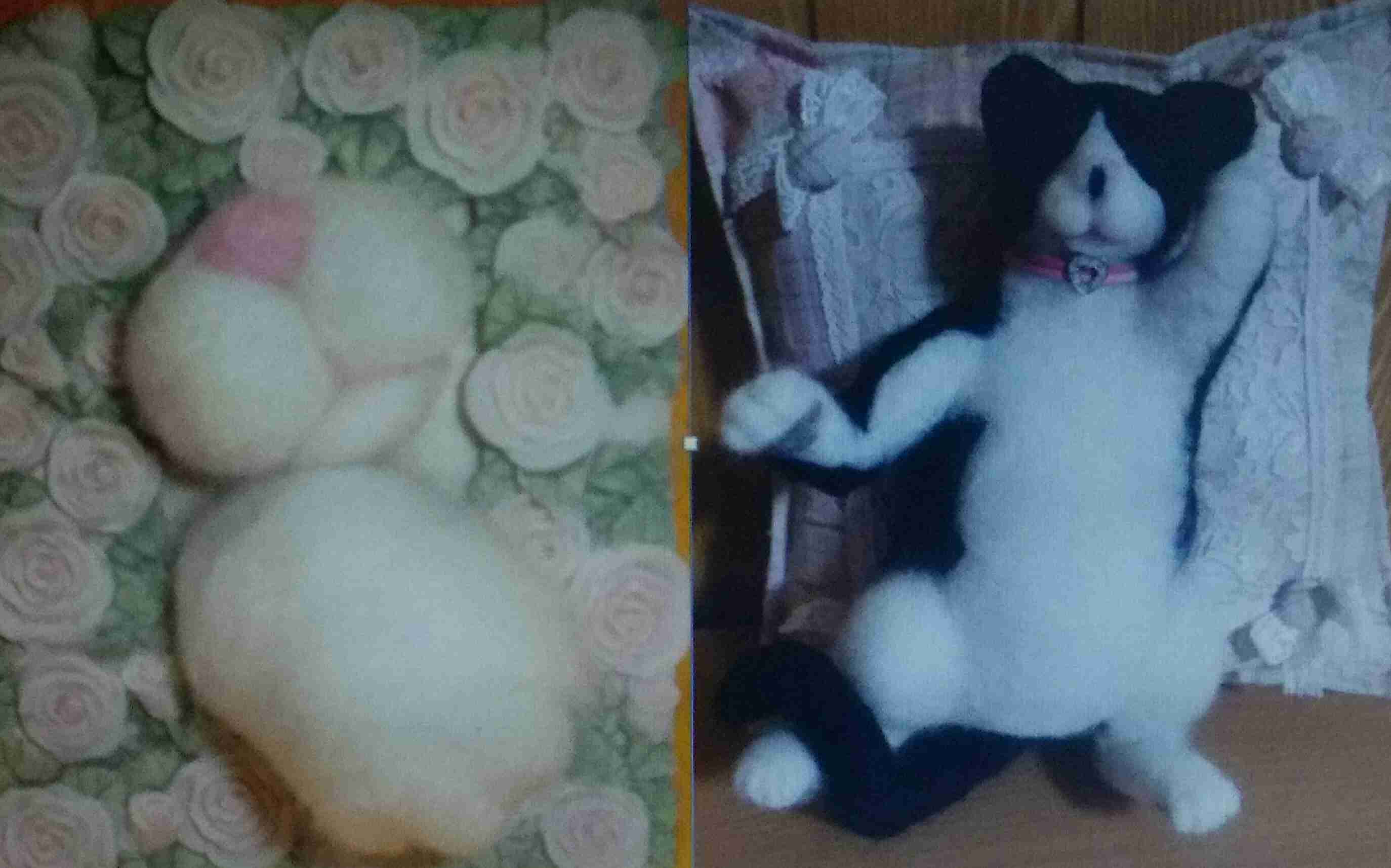 猫グッズで溢れるトピ
