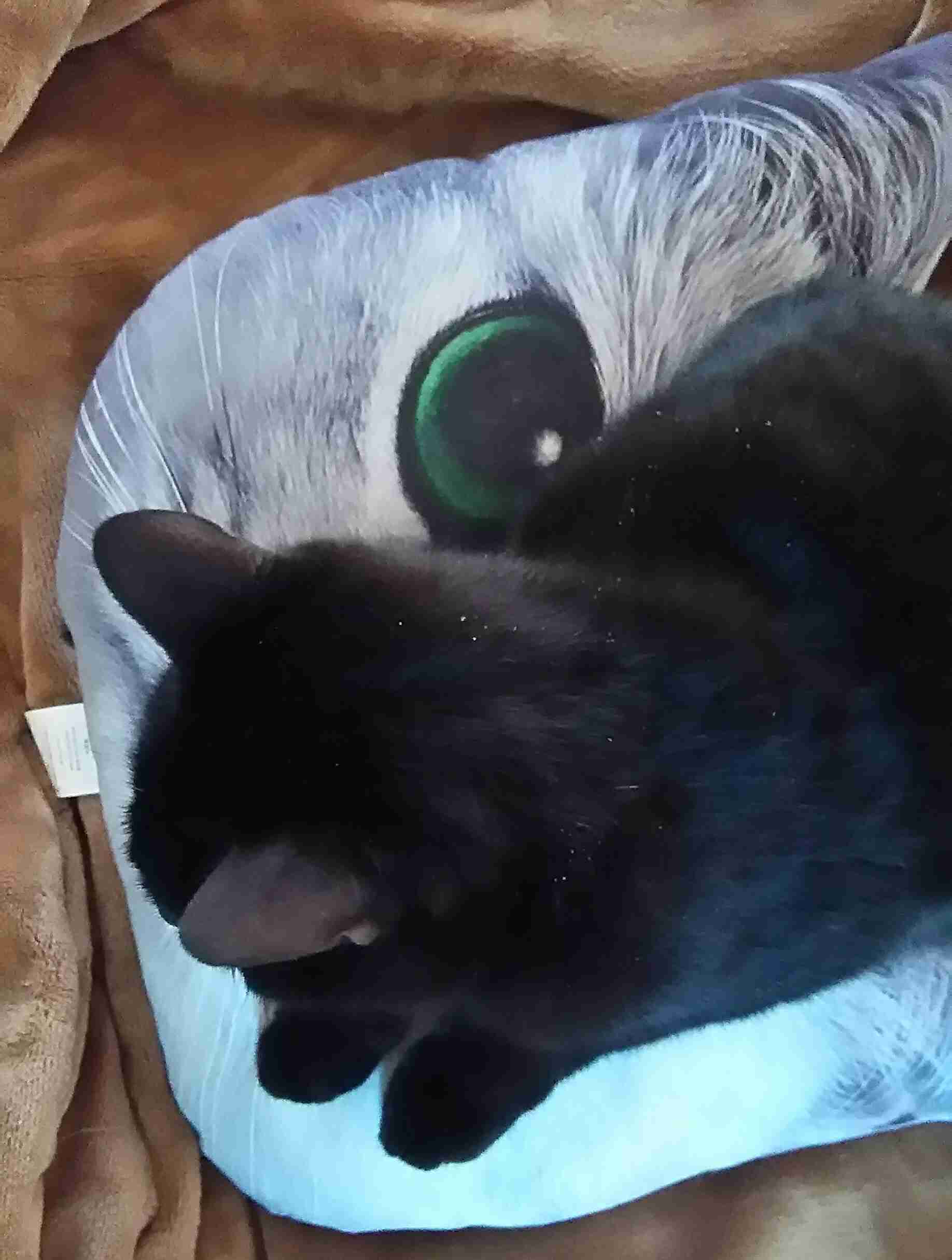 猫グッズで溢れるトピ