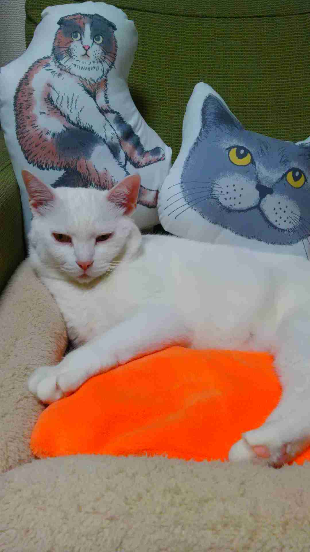 猫グッズで溢れるトピ