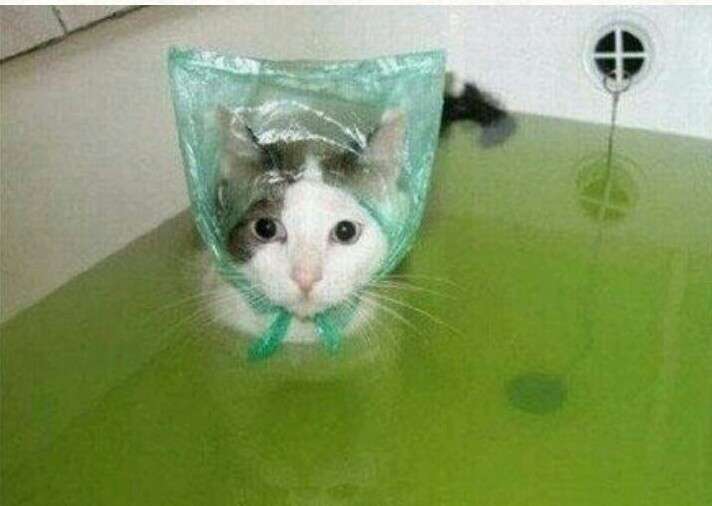 猫グッズで溢れるトピ