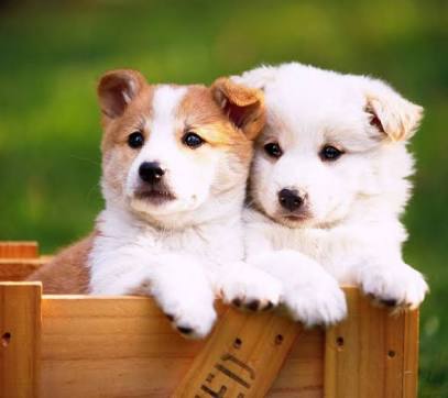 犬猫の殺処分を無くすにはどうしたらいいと思いますか？