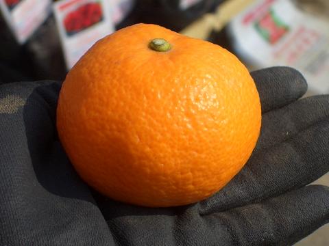 「プレバト!」好きなかた、語りましょう