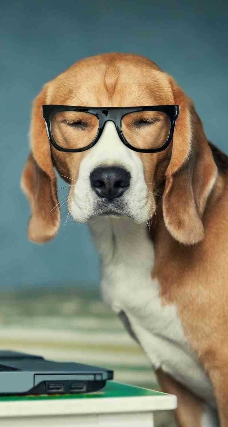 動物の画像にセリフを付けるトピ