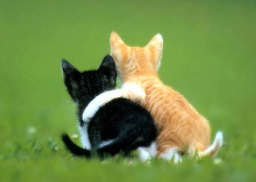 動物の画像にセリフを付けるトピ