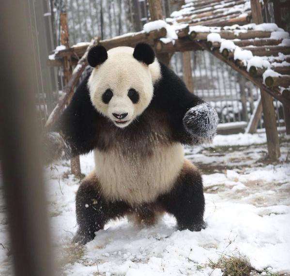 動物の画像にセリフを付けるトピ