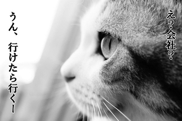 動物の画像にセリフを付けるトピ