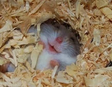 動物の画像にセリフを付けるトピ
