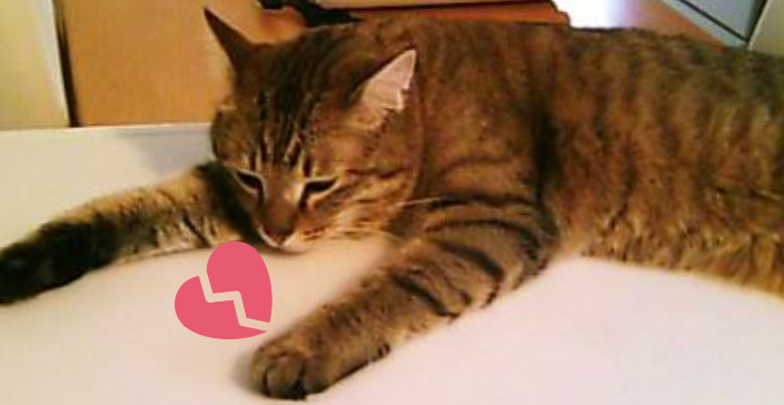 動物の画像にセリフを付けるトピ