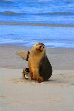 動物の画像にセリフを付けるトピ
